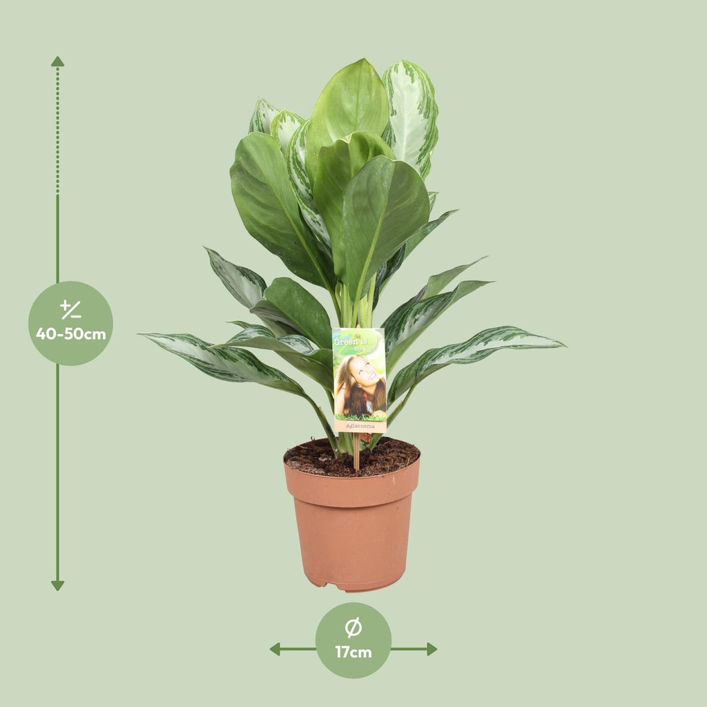 Aglaonema Silver Bay – Ø17 cm, 55 cm hoog