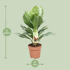 Aglaonema Silver Bay – Ø17 cm, 55 cm hoog