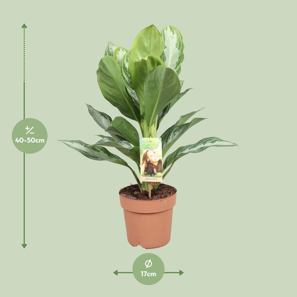 Aglaonema Silver Bay – Ø17 cm, 55 cm høj
