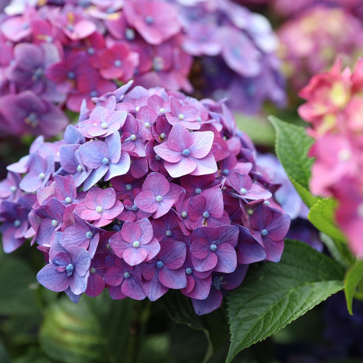 Hydrangea 'Endless Summer Summer Love Purple' (hortensia) – paars – 4 planten, Ø14 cm, 20–25 cm hoog – photo 5