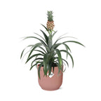 Ananas Mi Amigo i ELHO Vibes Fold 14 cm pink (ananasplante) – 40 cm høj
