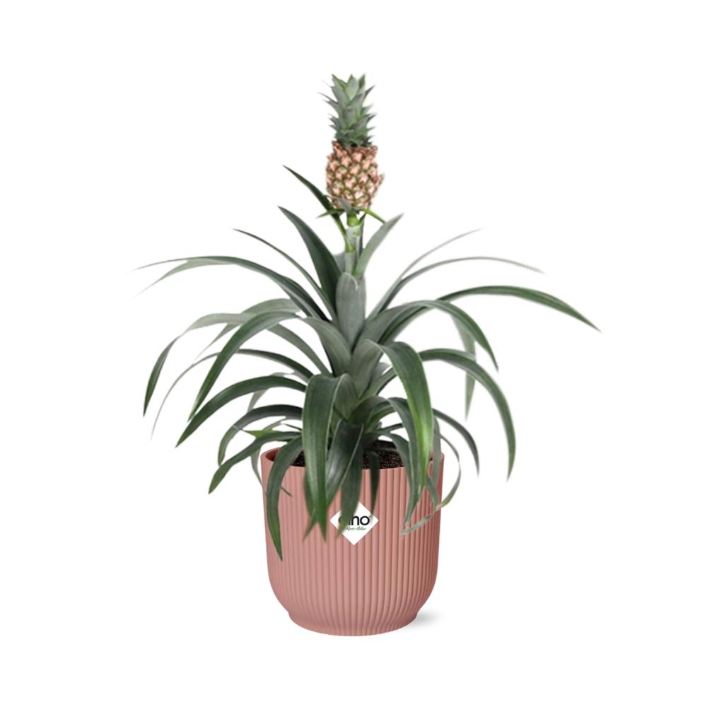 Ananas Mi Amigo in ELHO Vibes Fold 14cm roze (ananasplant) – 40 cm hoog