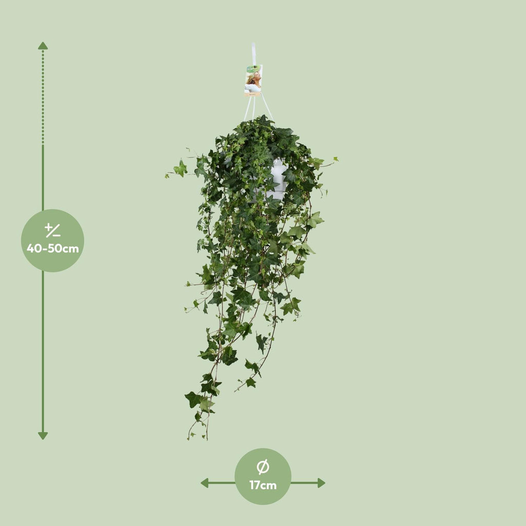 Hedera Helix Pitsburg (vedbend) – Ø17 cm, 90 cm høj
