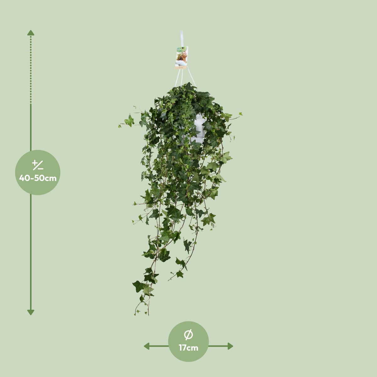 Hedera Helix Pitsburg (vedbend) – Ø17 cm, 90 cm høj