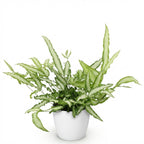 Pteris cretica Albolineata (fougère-ptéris) en pot de décoration Potter blanc – Ø12 cm, 20 cm de haut