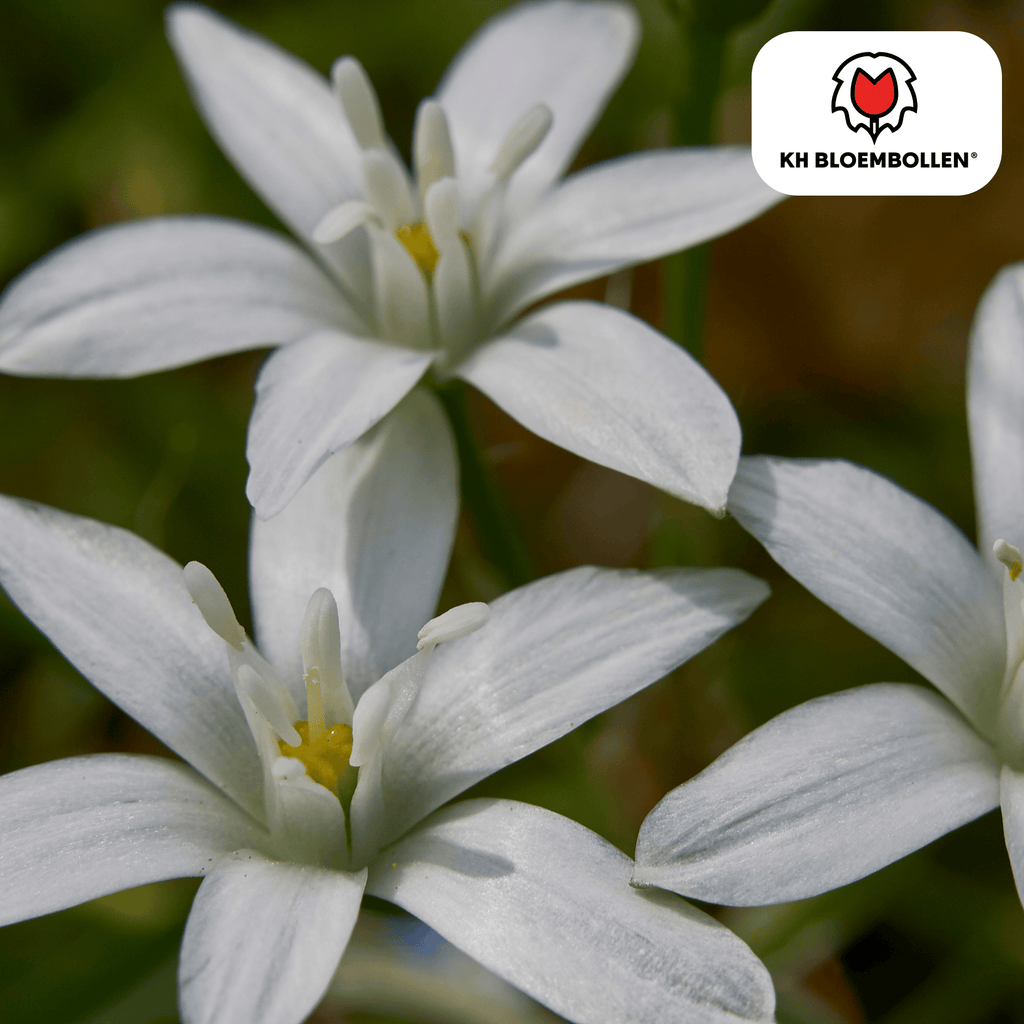 Alpenveilchen – 30 Blumenzwiebeln
