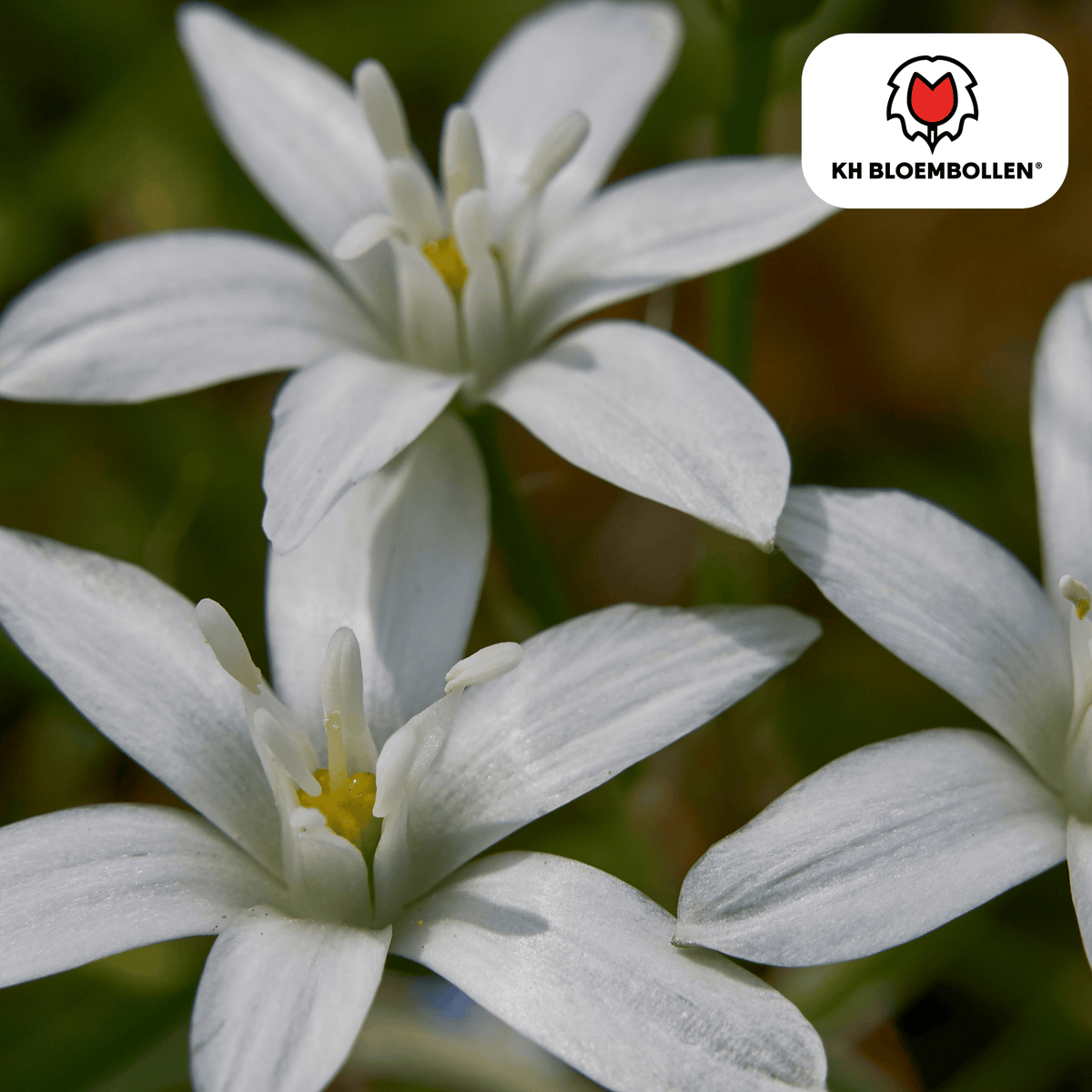 Alpenveilchen – 30 Blumenzwiebeln