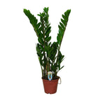 Zamioculcas zamiifolia (Glücksfeder) – Ø 14 cm, 50 cm hoch