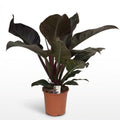 Philodendron Imperial Red – Ø19 cm, 60 cm de haut