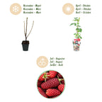Rubus 'Tayberry' (tayberry) – 6 plants, Ø9 cm, 35 cm high