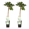 Wisteria floribunda 'Longissima Alba' (Japanese wisteria) – 2 plants, Ø15 cm, 65 cm high