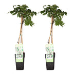 Wisteria floribunda 'Longissima Alba' (Japanese wisteria) – 2 plants, Ø15 cm, 65 cm high