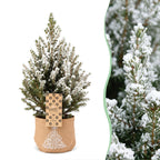 2× Picea glauca Conica (Weihnachtsbäumchen) in Jutesack – Ø17 cm, 65 cm hoch – weiß