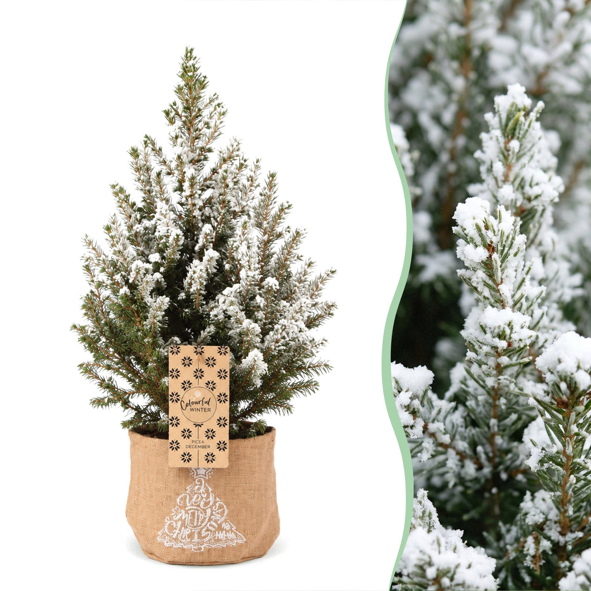 2× Picea glauca Conica (Weihnachtsbäumchen) in Jutesack – Ø17 cm, 65 cm hoch – weiß