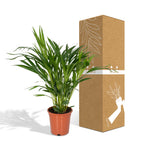 Dypsis lutescens (gul palm) – Ø17 cm, 60 cm hög