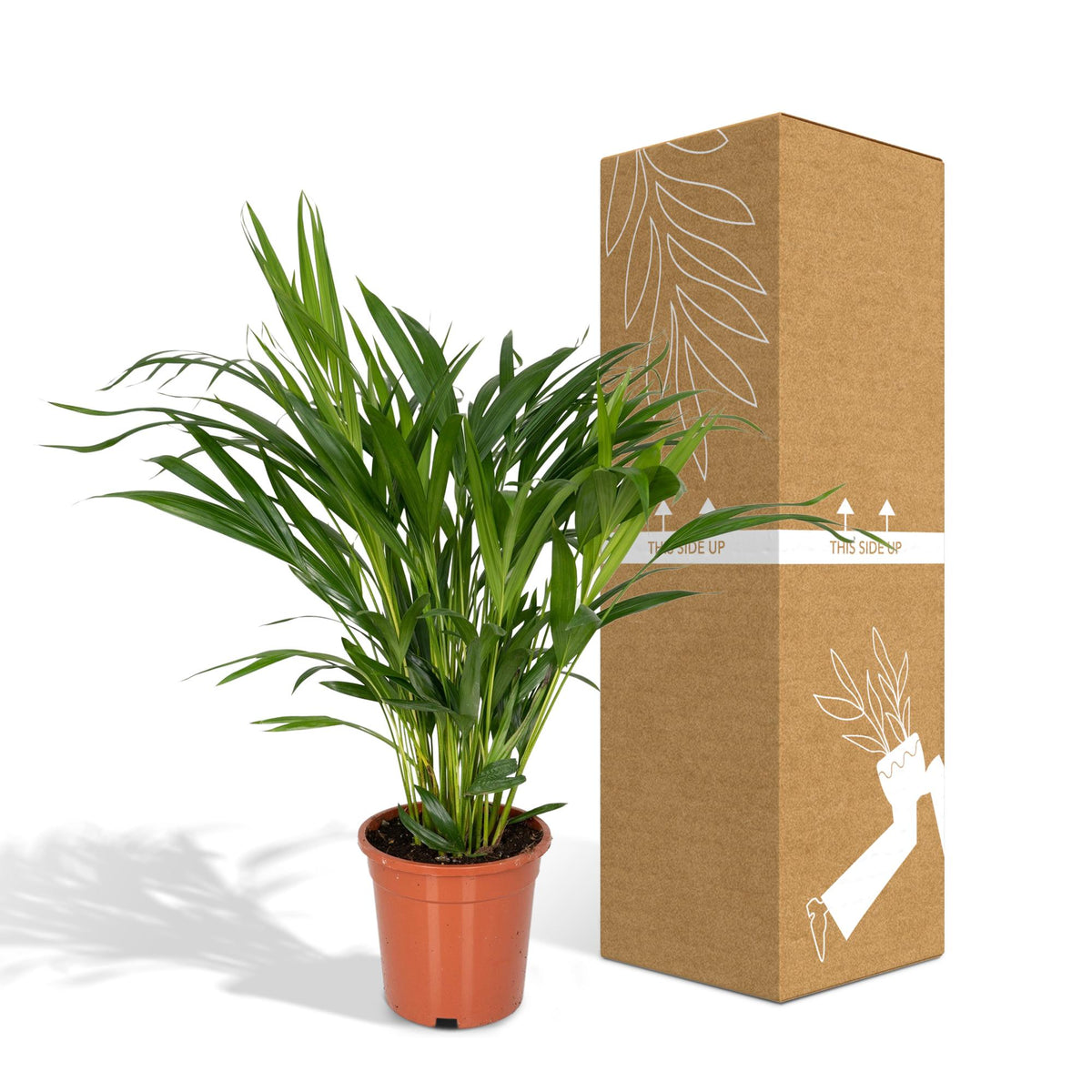 Dypsis lutescens (goudpalm) – Ø17 cm, 60 cm hoog