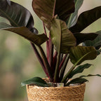 Philodendron Imperial Red med kurv – Ø19 cm, 60 cm høj