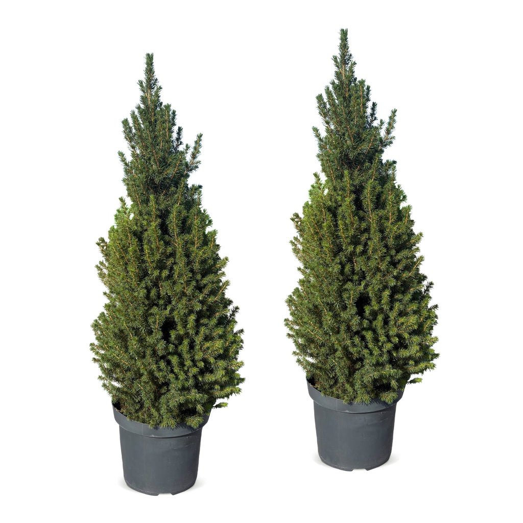 2× Picea glauca Conica (sapin de Noël) – Ø26 cm, 110 cm de haut