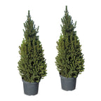2× Picea glauca Conica (sapin de Noël) – Ø26 cm, 110 cm de haut