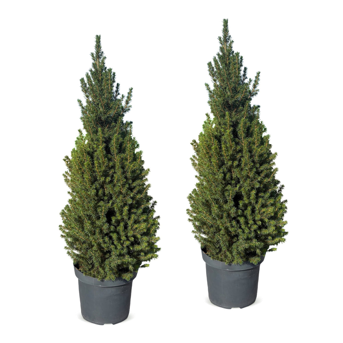 2× Picea glauca Conica (sapin de Noël) – Ø26 cm, 110 cm de haut