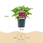 Hydrangea macrophylla 'Red' (Hortensie) – rot – Ø 17 cm, 30 cm hoch