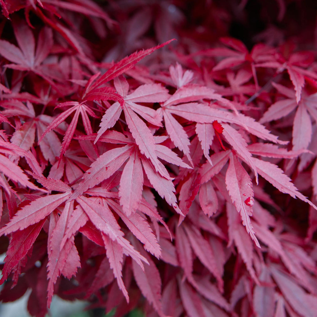 Acer palmatum 'Skeetsers Broom' (Japanischer Ahorn) – violett – 2 Pflanzen, Ø 19 cm, 70 cm hoch – Bild 6