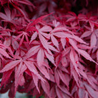 Acer palmatum 'Skeetsers Broom' (Japanischer Ahorn) – violett – 2 Pflanzen, Ø 19 cm, 70 cm hoch