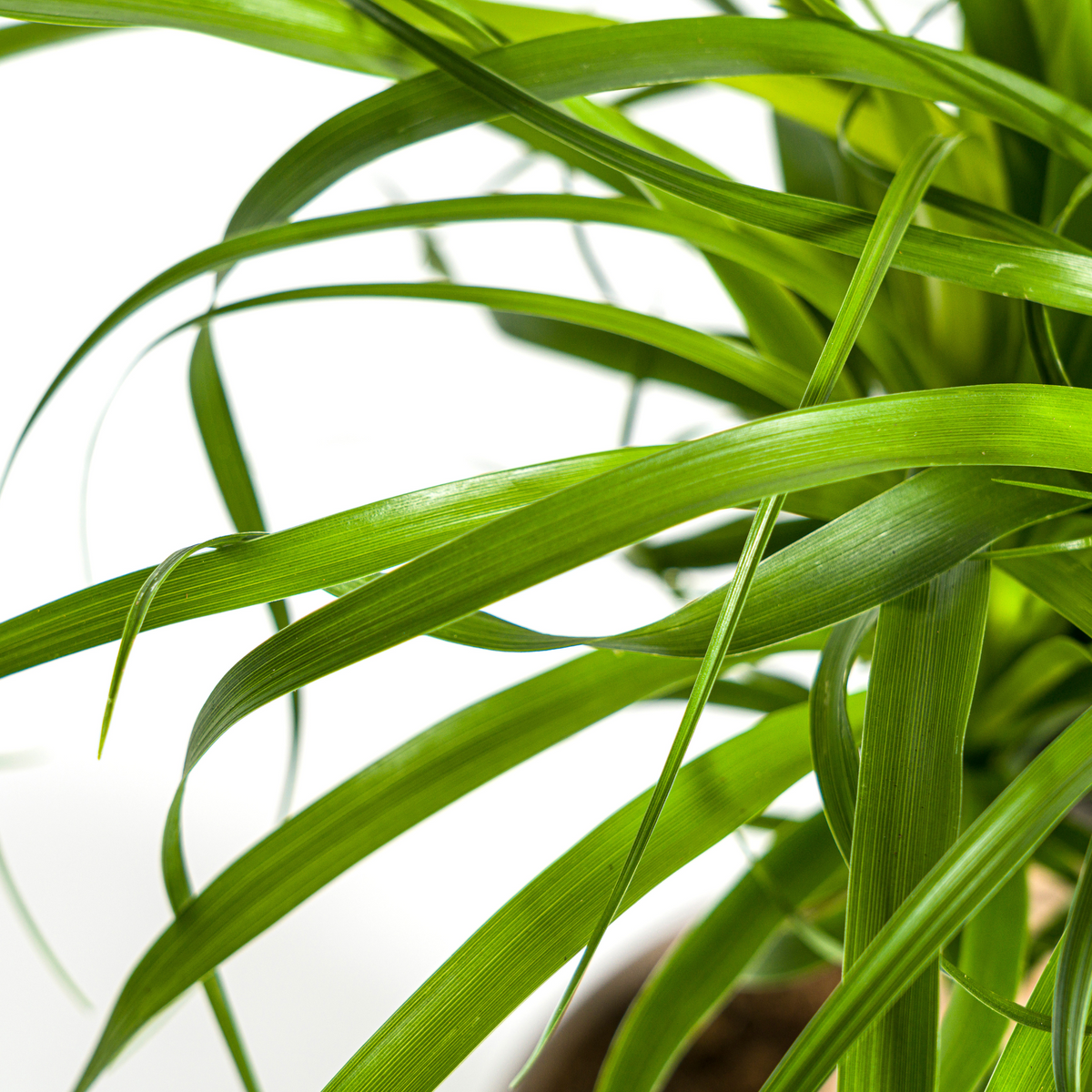 Beaucarnea recurvata Stam (olifantspoot) – Ø17 cm, 40–60 cm hoog