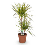 Dracaena Sunray (Drachenbaum) – Ø 21 cm, 90–100 cm hoch