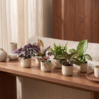 6× Surprise box of houseplants – Ø6 cm, 5–15 cm high