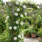 Passiflora caerulea 'Constance Elliott' (passiflore) – blanc – 2 plantes, Ø9 cm, 35 cm de haut