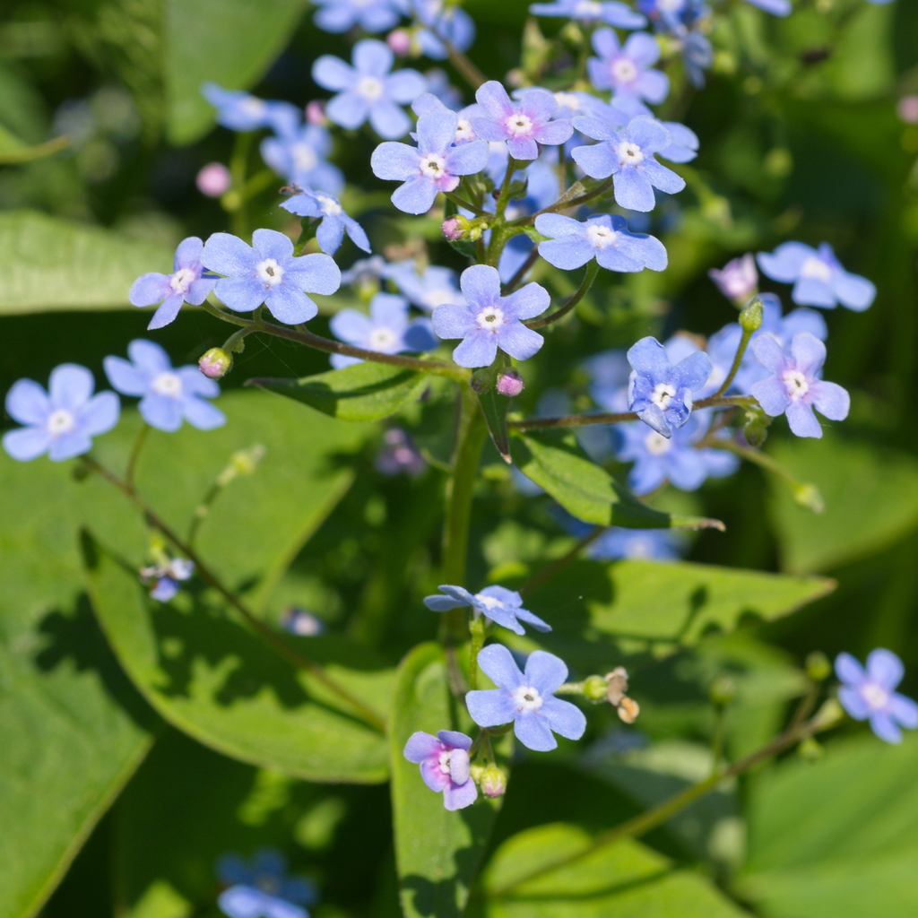Brunnera macrophylla (Myosotis du Caucase) – 24 plantes, Ø9 cm, 10–25 cm de haut – photo 4