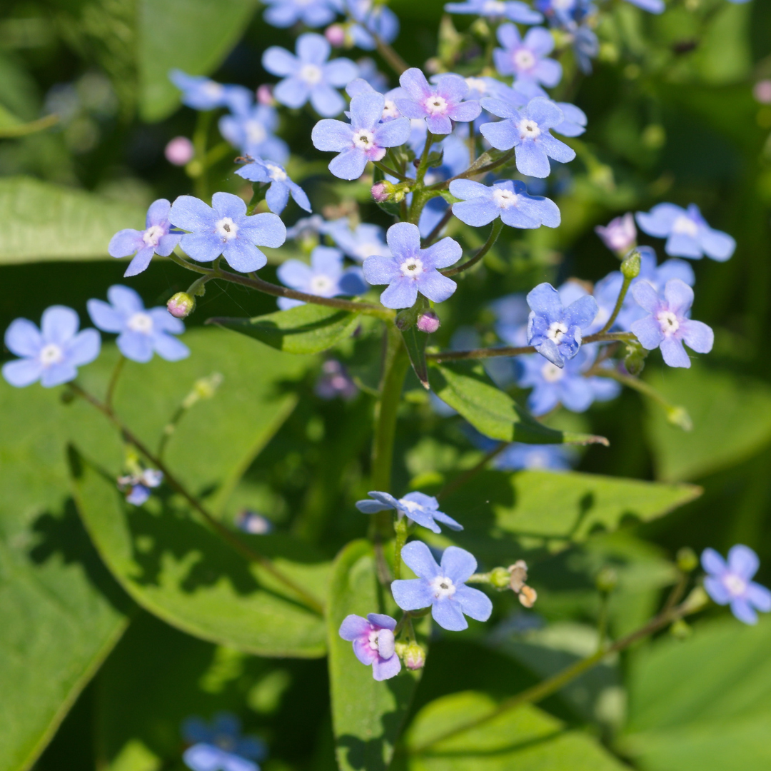 Brunnera macrophylla (Kaukasische vergeet-mij-niet) – 24 planten, Ø9 cm, 10–25 cm hoog