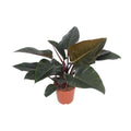 Philodendron Congo Red – Ø27 cm, 80 cm høj