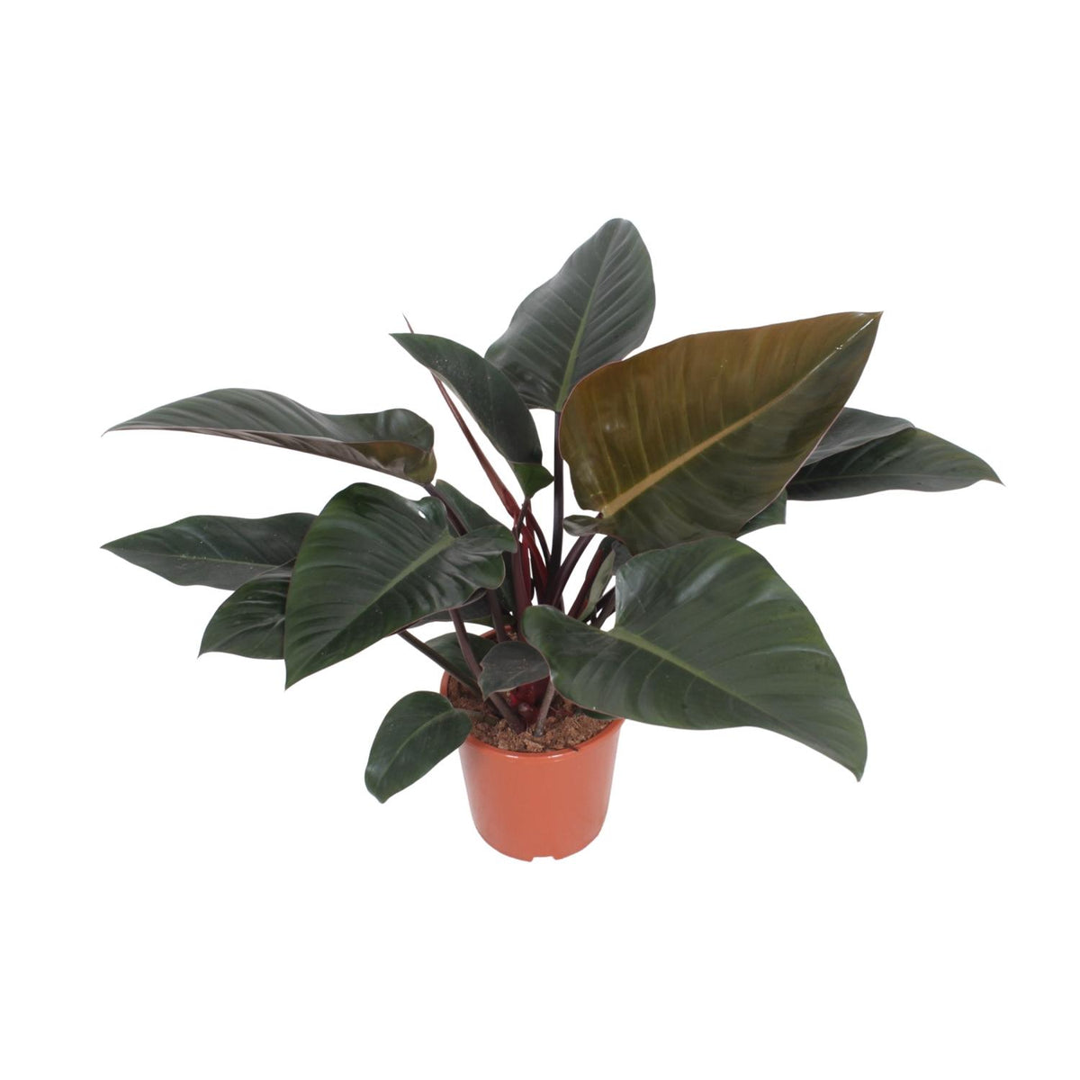 Philodendron Congo Red – Ø27 cm, 80 cm høj