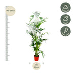 Kentia Palm (Howea) – Ø24 cm, 190 cm hoog