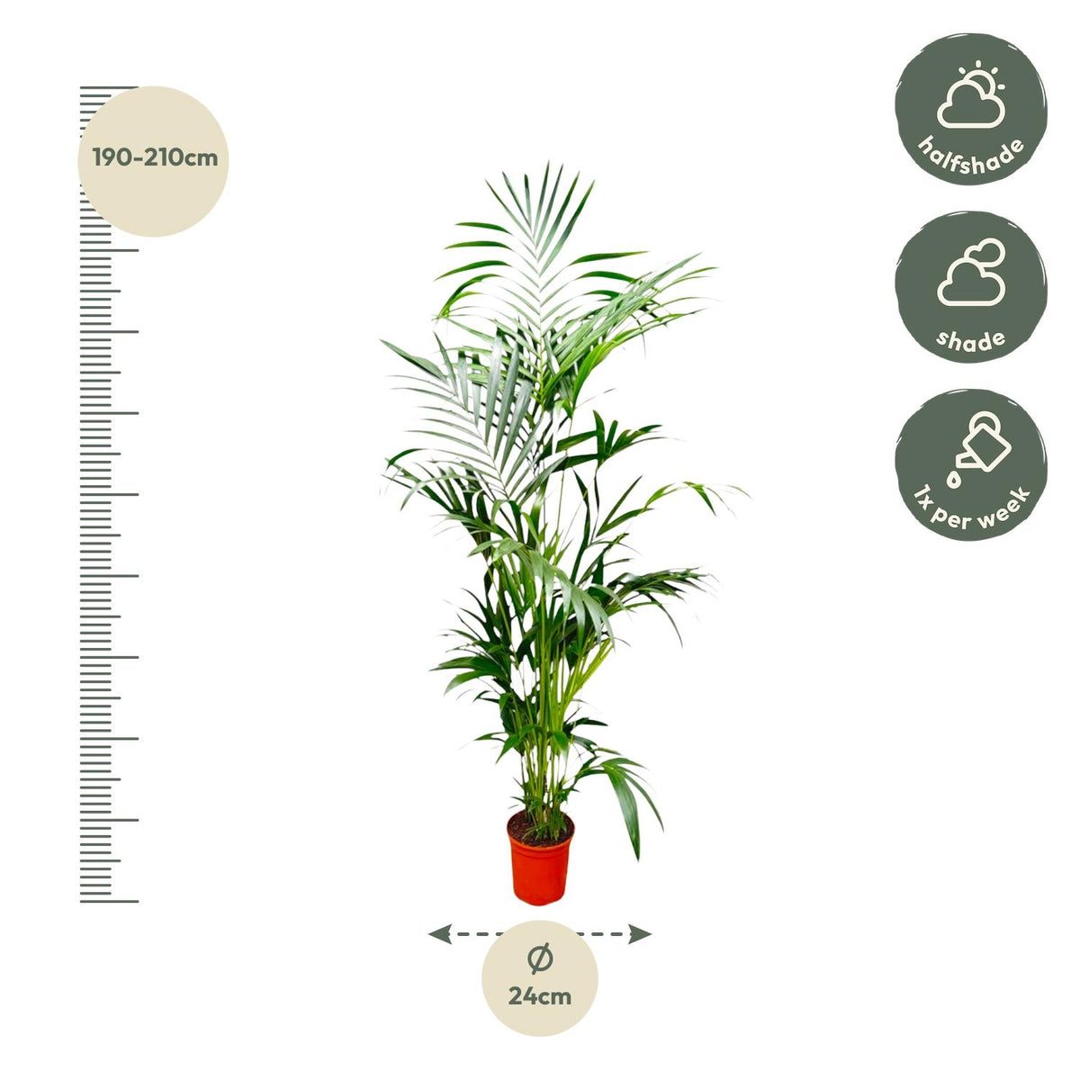 Kentia-Palme (Howea) – Ø 24 cm, 190 cm hoch