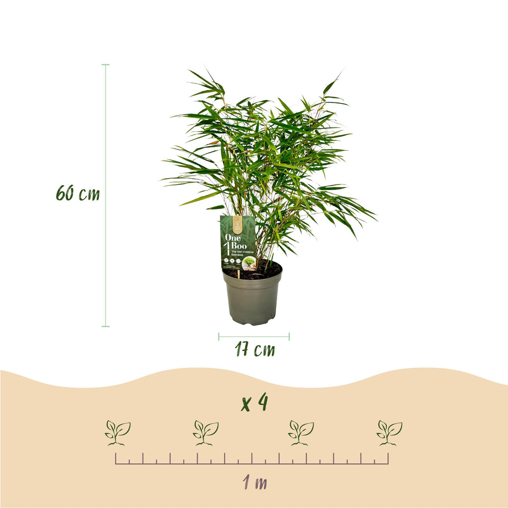 Fargesia rufa (Bambus) – 2 Pflanzen, Ø 17 cm, 60 cm hoch – Bild 3