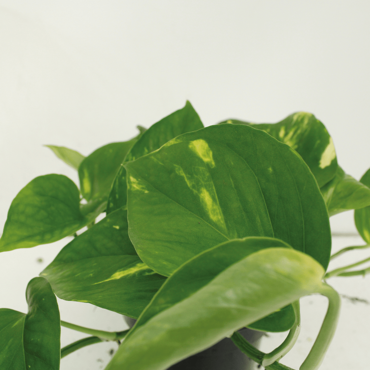 4× Scindapsus (Epipremnum) – Ø12 cm, 20 cm høj