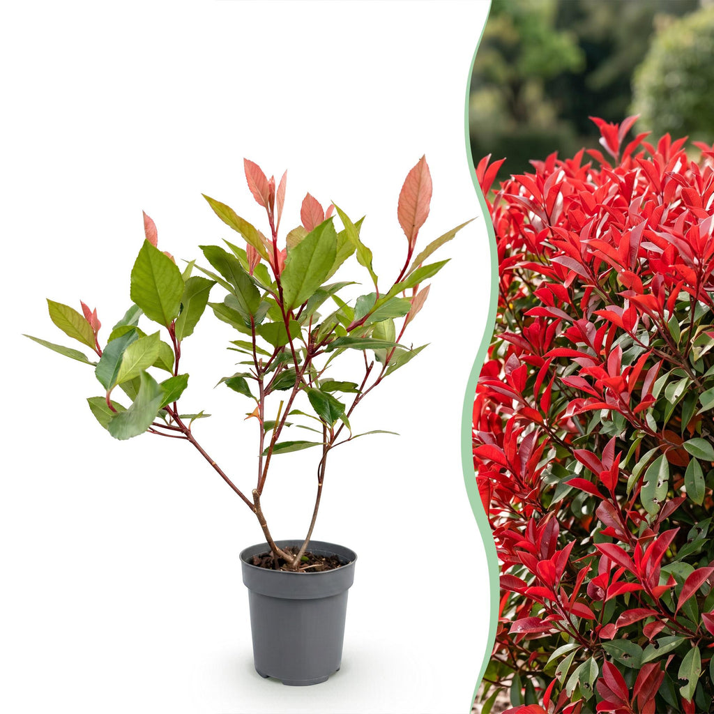 Photinia fraseri 'Little Red Robin' (photinia) – rouge – 16 plants, Ø9 cm, 25–35 cm de haut – photo 3