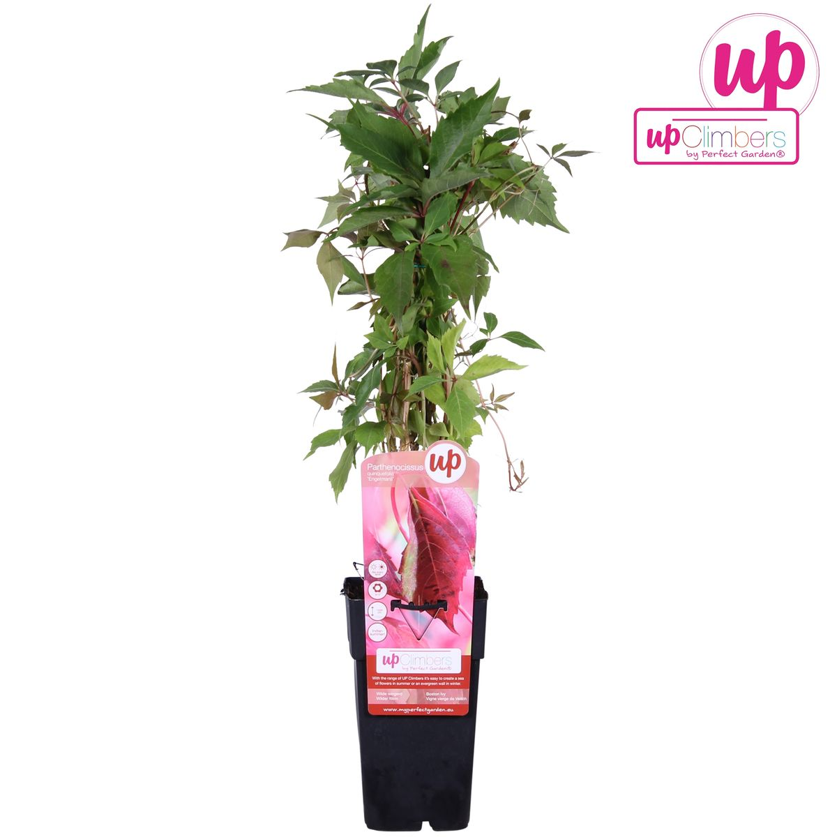 Parthenocissus q. (wild grape) – Ø15 cm, 65 cm high – photo 7