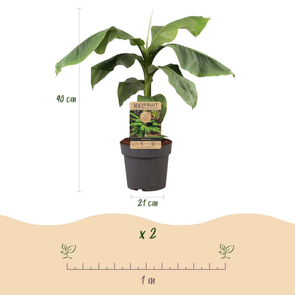 Musa 'Basjoo' (Bananenbaum) – Ø 21 cm, 70–90 cm hoch – Bild 3