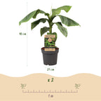 Musa 'Basjoo' (Bananenbaum) – Ø 21 cm, 70–90 cm hoch