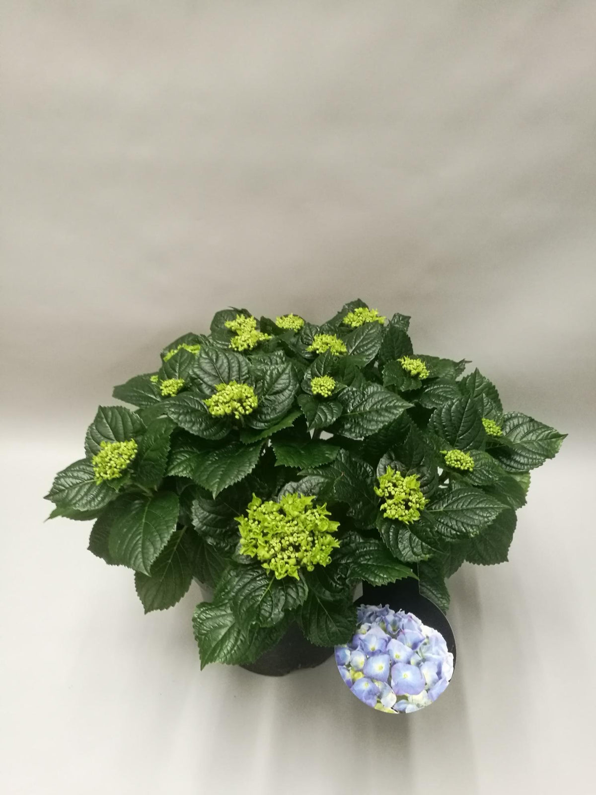 Hydrangea 'Early Blue' (hortensia) – Ø23 cm, 45 cm hoog