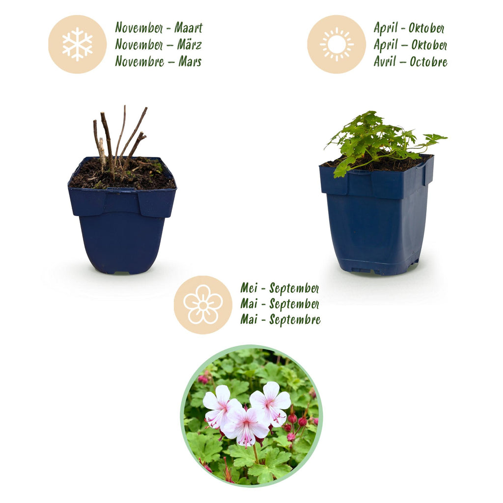 Geranium macrorrhizum 'Spessart' (Storchschnabel) – rosa-weiß – Ø11 cm, 15–25 cm hoch – Bild 4