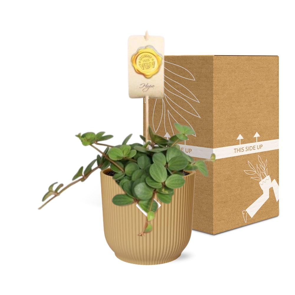Peperomia ‘Hope’ i ELHO Vibes Fold 14 cm gul – 15 cm høj