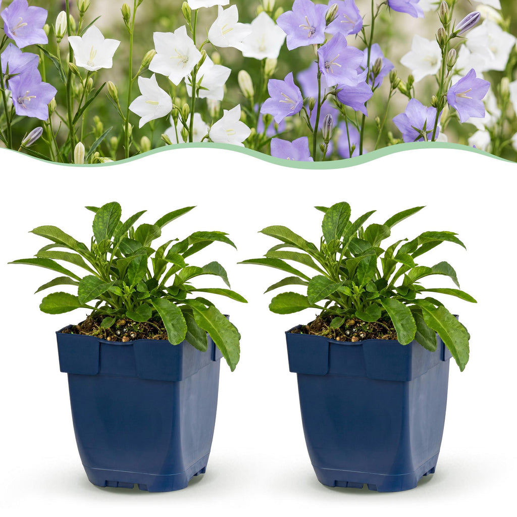 Campanula persicaria 'Duo' (Kärrchen) – blau-weiß – 6 Pflanzen, Ø 11 cm, 15–25 cm hoch – Bild 2