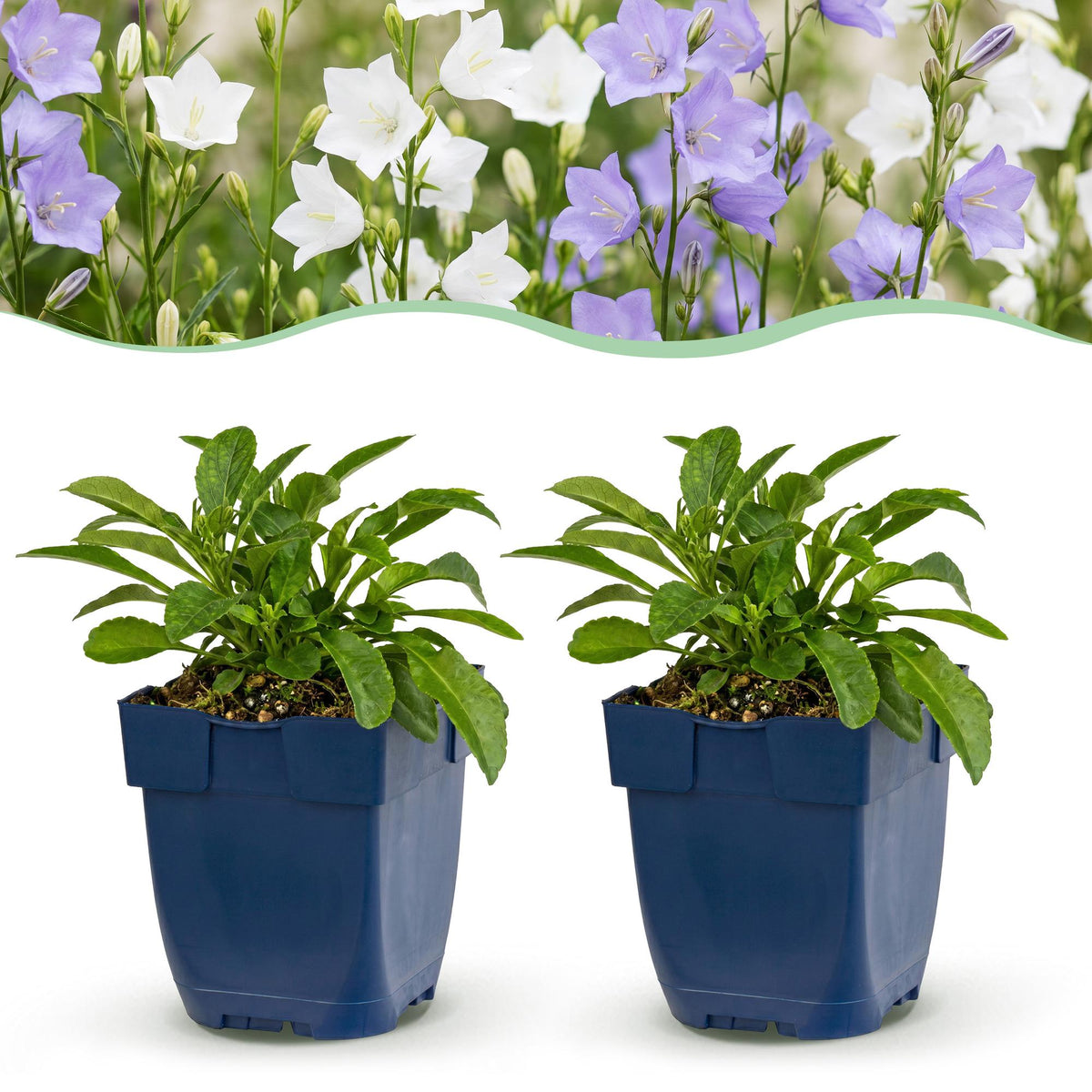 Campanula persicaria 'Duo' (perzikbladklokje) – blauw-wit – 6 planten, Ø11 cm, 15–25 cm hoog