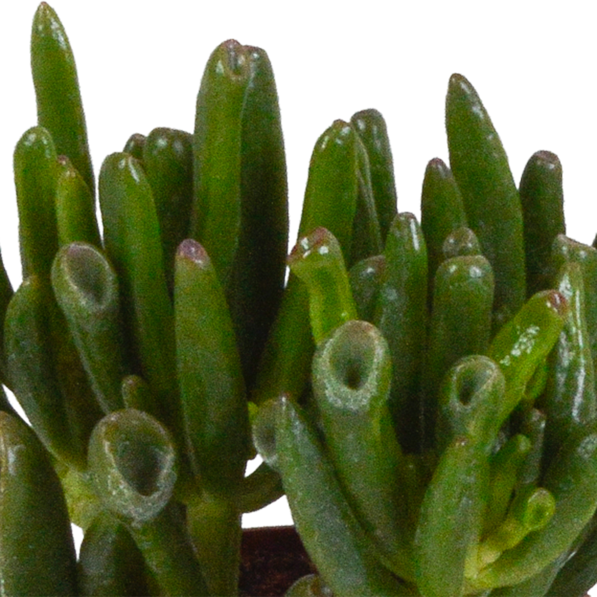 3× Crassula mix (jadeplante) uden urtepotte – Ø9 cm, 18 cm høj