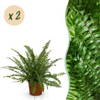 2× Nephrolepis exaltata Green Lady (sværdbregne) – Ø12 cm, 28–30 cm høj